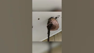 Муравьи строят из себя сооружения
