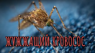 Писк комара 10 часов звук