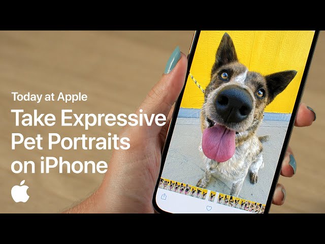Expressive Pet Portraits: Tips for iPhone Photography at Rescue Center