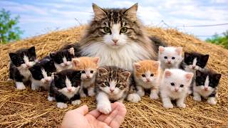 A cute cat 🐱family appeared in my backyard, and I slowly became part of their world ❤️ screenshot 5