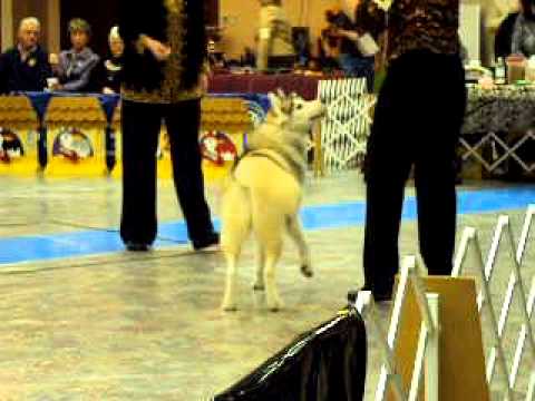 SHCA National Specialty 2010 - BISS Am.Can.Ch. Hig...