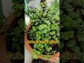 Jade cutting se easily grow ho jata hai #jadeplant#jade#jadeplantcare#youtubeshorts#facts#garden#yt
