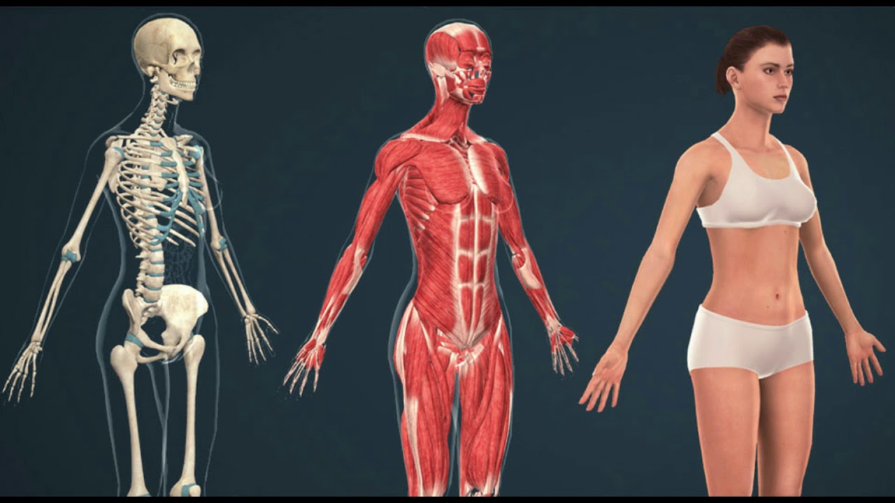 Человеческая сторона человека. Анатомия женского тела. Человеческое тело женское. Организм женщины. Тело человека женщина.