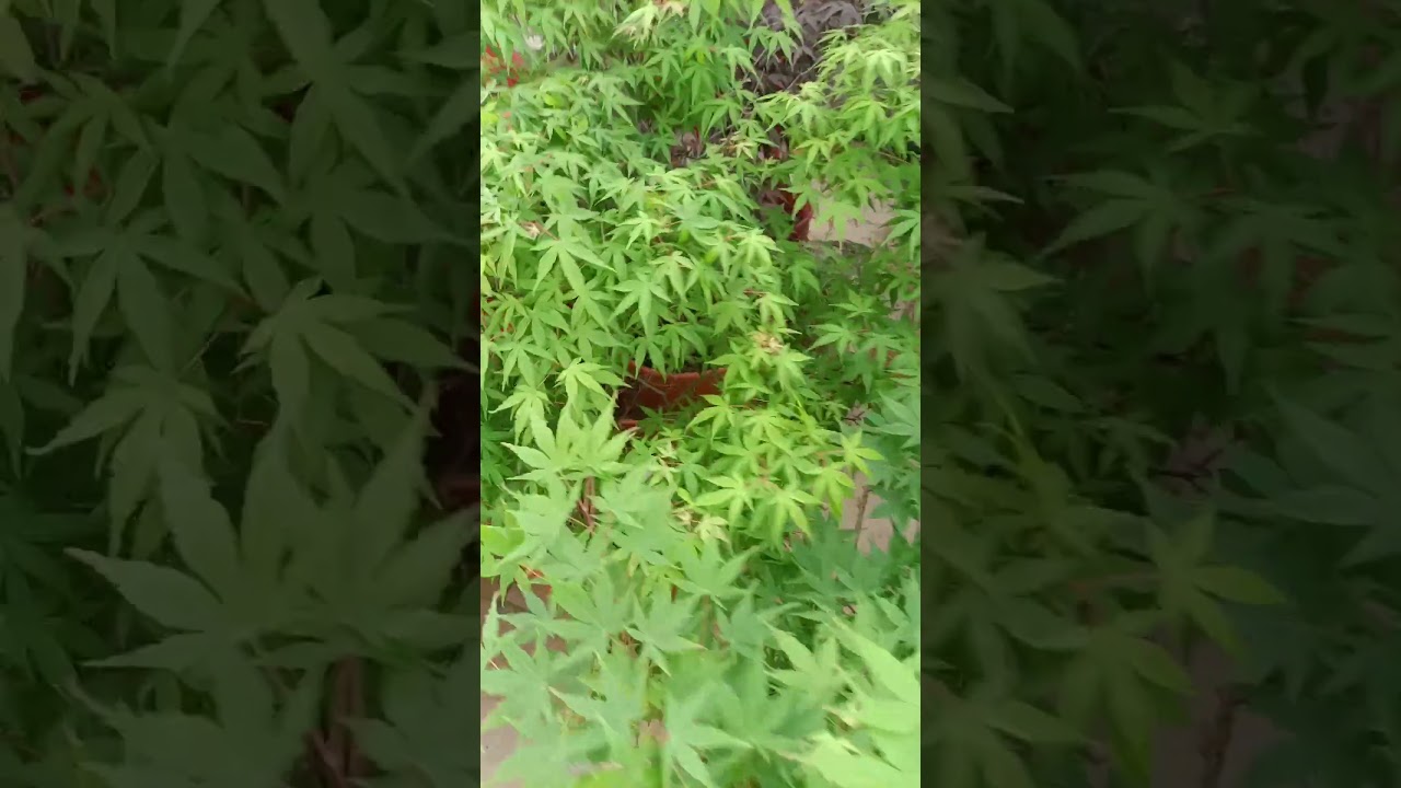 Ricon de arces más pino negro Japonés bonsai más Koi más Food Koi NIJO - JPD