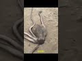 Como esse POLVO entrou nesse buraco #animais #polvos #buraco #curiosidades #shorts