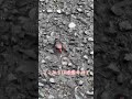 苦手な人は見ない方がいいかも #shorts #short #茨城 #子供 #面白動画 #ネコ #ガンスミスプログラム #虫 #ゴキブリ #害虫