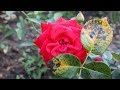 Розы без черной пятнистости  Самые устойчивые сорта