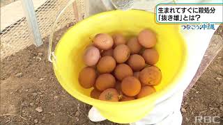 RBC NEWS「つなごう沖縄　オス鶏が秘める新たな可能性」2021/09/16