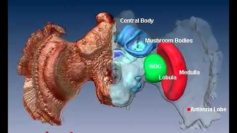 Amira | 3D visualization and analysis | 3D of Bee Brain