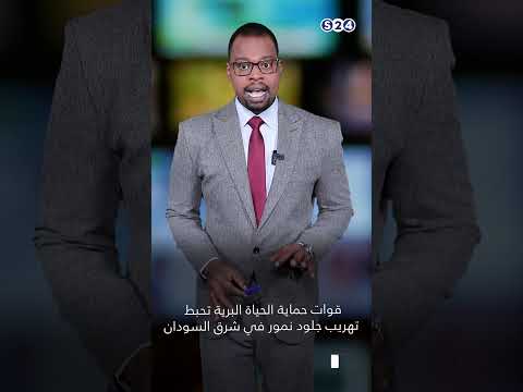 قوات حماية الحياة البرية تحبط تهريب جلود نمور في شرق السودان