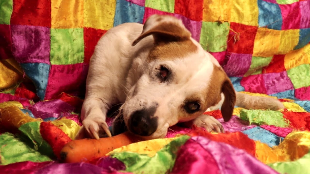 Rescued blind dog eating a carrot ASMR
