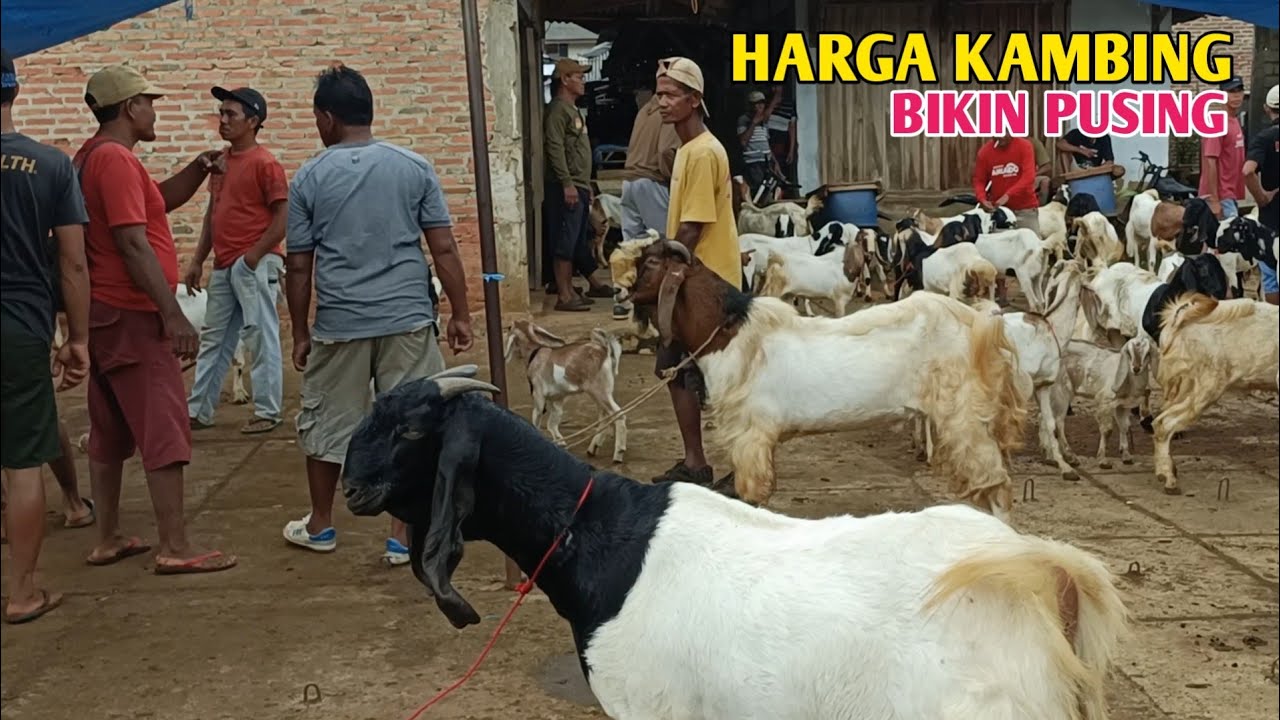 Harga Kambing Lokalan Pasar Sadar Sriwijaya 