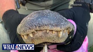 NC: Wilmington home inspector greeted by 8-foot-long alligator in attic