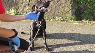 ラブラドールレトリーバーとフレキシリードで散歩／Labrador(B・♀) 4Y old.