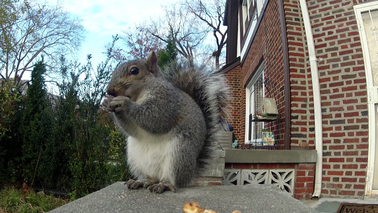 "Mr. Squirrel Eats A Honey Wheat Pretzel" 500 YouTube