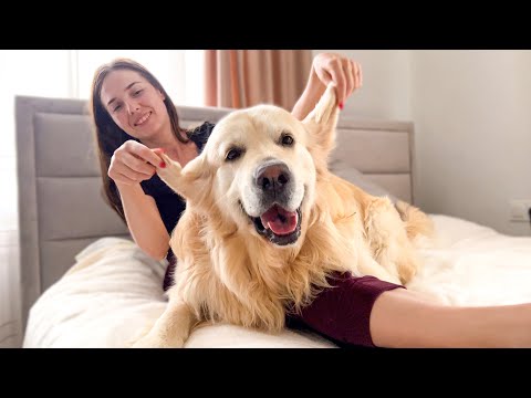 The Golden Retriever Enjoys the Attention of his Human Mom