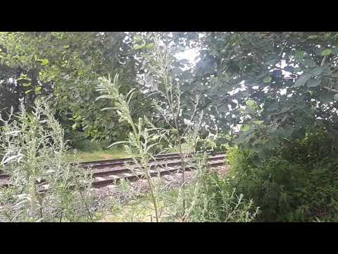2x Keolis FLIRT door de struiken bij Borne!