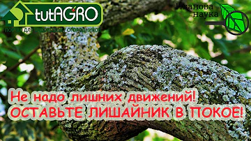 Ненужная работа в саду. НЕ СЛУШАЙТЕ ГЛУПЫХ О ЛИШАЙНИКАХ!