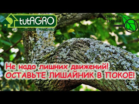 Видео: Лишайники на деревьях: лечение лишайников на коре деревьев