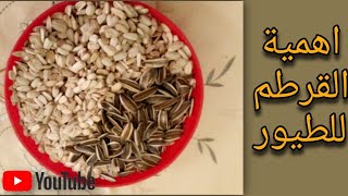 فوائد القرطم (بذر العصفر) للطيور وطريقه استخدامه