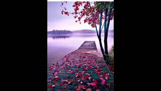 Gi̇tti̇ Canimin Canani Resimi