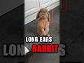 Amazing Facts About Lop Rabbits 🐰😃