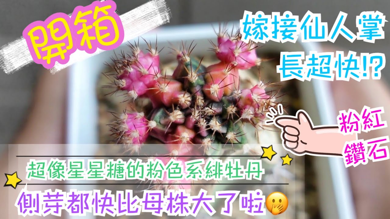 A Y開箱 粉紅鑽石緋牡丹開箱 生長紀錄 Gymnocalycium Mihanovichii Grafting Youtube A Y開箱 粉紅鑽石緋牡丹開箱 生長紀錄 Gymnocalycium Mihanovichii Grafting Youtube