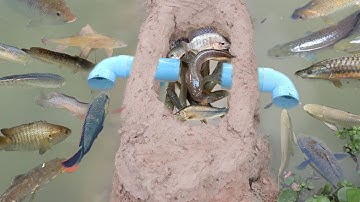 Amazing 2 PVC Water Pipe Deep Hole Fish Trap To Catch a lot of Fish - How to Make Hole Fish Trap