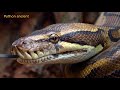 Burmese Python Swallows Deer Whole in Florida Everglades!