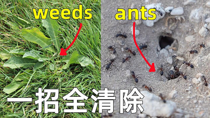 彻底清除杂草和蚂蚁, 用这招省下一个亿！效果太好了！