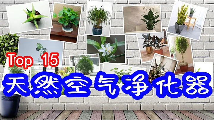 Top 15 Best Air Purifying Plants For The Home / 15種最佳室內凈化空氣綠植，至少你要養兩種【種菜養花 - 溫村東哥】 - 天天要聞