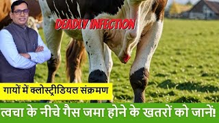 पशुओं की त्वचा के गैस भरे राज़: क्लॉस्ट्रिडिया संक्रमण की सच्चाई screenshot 4