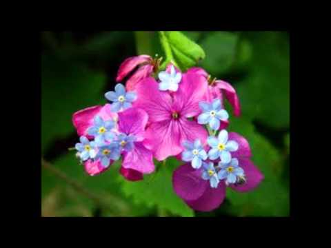 ماتيسر من سورة البقرة لفضيلة الشيخ محمود فرج عبدالجليلwav 