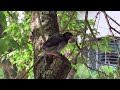 青年公園藍鵲育雛～幼鳥離巢，親鳥樹上餵食～