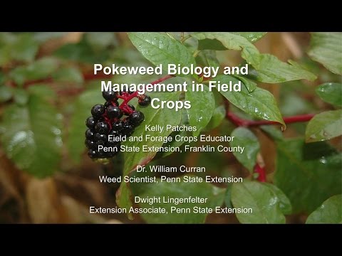 Video: Izplatīta Pokeweed kontrole - kas ir Pokeweed un kā to kontrolēt