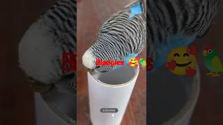 #birds Budgies 🦜 #love #singing 🥰🦜Birds #wildlife#funny shoot#animals#funny animals🦜