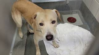 acs A682929