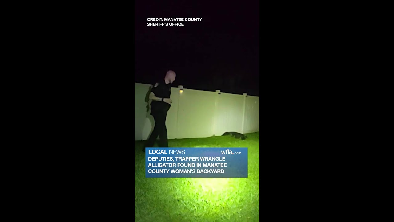 Florida deputies, trapper wrangle 8-foot alligator found in woman's backyard