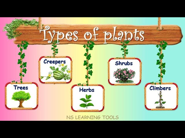 Types of Plants-Herbs, Shrubs, Trees, Climbers, and Creepers