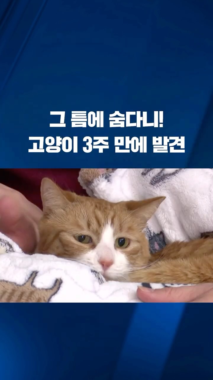 이사 중 실종된 고양이 3주 만에 발견 #shorts / KBS