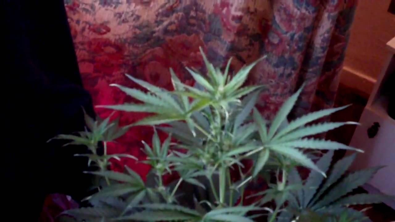 Lowryder 90w Ufo LED Grow Day 45 ( Buddha Seed Bank - Deimos )