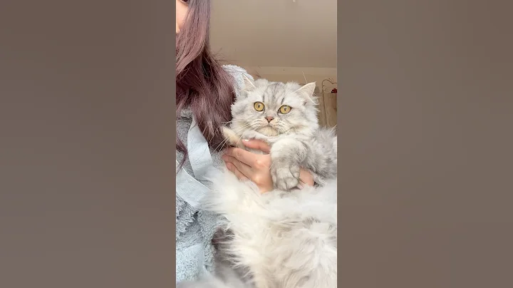 Watch the video about #cat #catlover #kitten #mainecoon #cute #katze #kitty #shortvideo #funny #meow #shorts