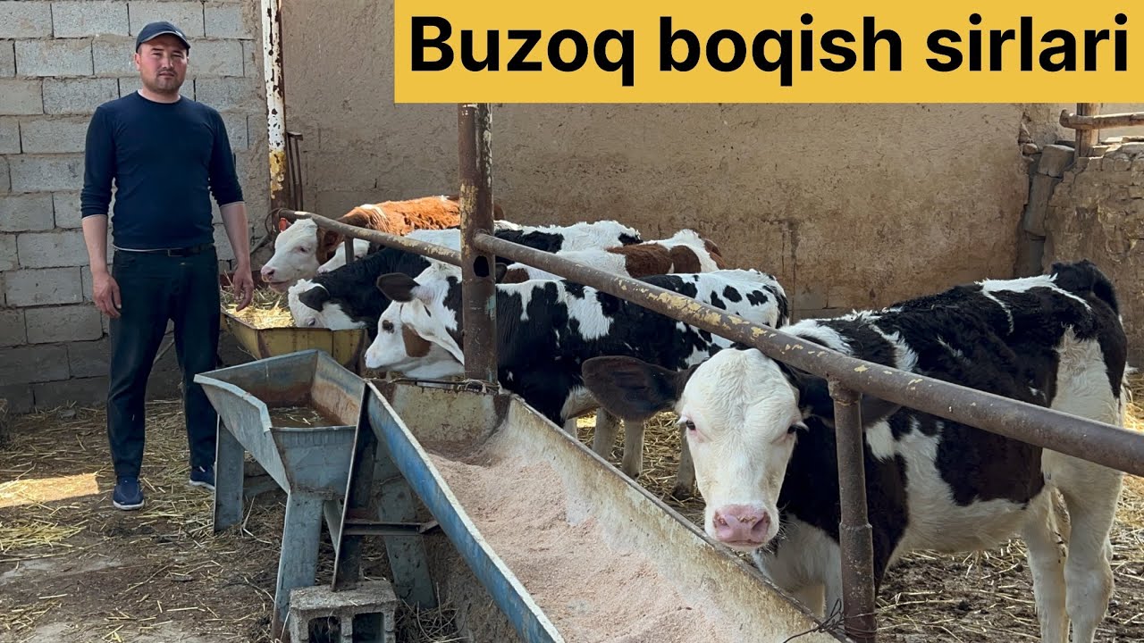 Yosh buzoqchalarni boqish bõyicha+99894.173.44.46 ajoyib malumotlardan habardor bõling