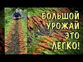 СУМАСШЕДШИЙ урожай с ОДНОГО ПАКЕТИКА! Делайте ТАК и МОРКОВКИ БУДЕТ МОРЕ!