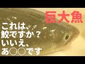 【大暴れ】この道12年の職人が巨大な穴子を捌きます。それにしても元気良すぎだろ？