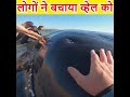 PEOPLE SAVES LIFE OF A WHALE Shorts Humanity PEOPLE SAVES LIFE OF A WHALE Shorts Humanity