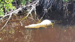 EVERGLADES NATIONAL PARK - BACKCOUNTRY BOAT TOUR