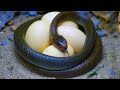 Stop motion asmr  yummy snakes for food mud off primitive cooking irl recipe 4k  cuckoo