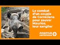 Ref:nIG6P3NWlbY Le combat de corrziens pour sauver maurice, leur sanglier