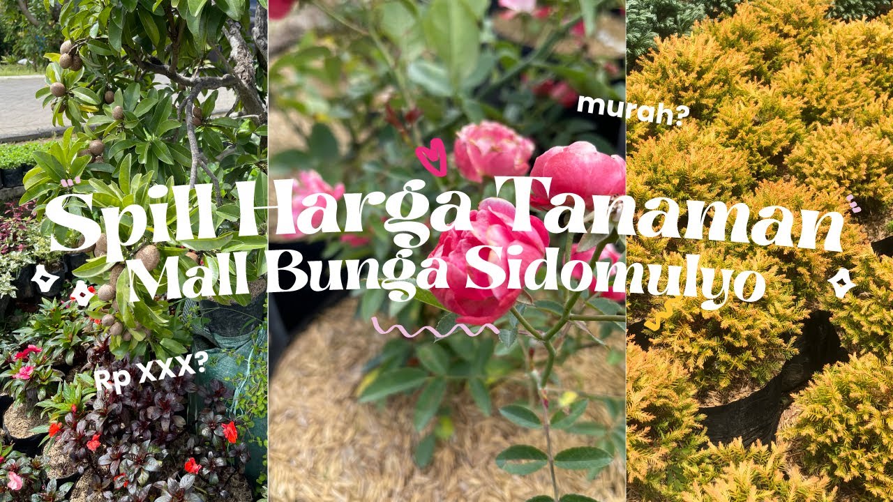 Spill harga tanaman disini 💵 Mall Bunga Sidomulyo